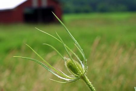 How to transplant a Southerner into Hardiness Zone 5B Image